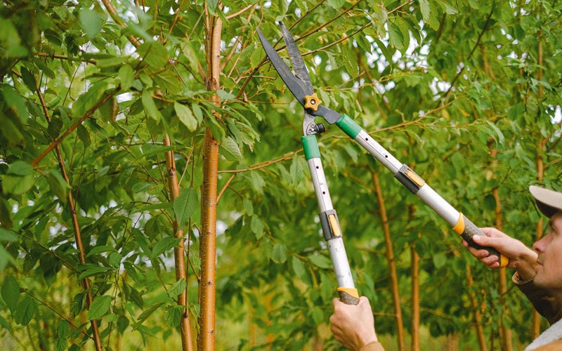 Tree trimming in Thornburg, IA